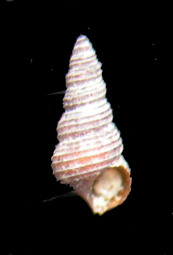 Cerithidium submammillatum